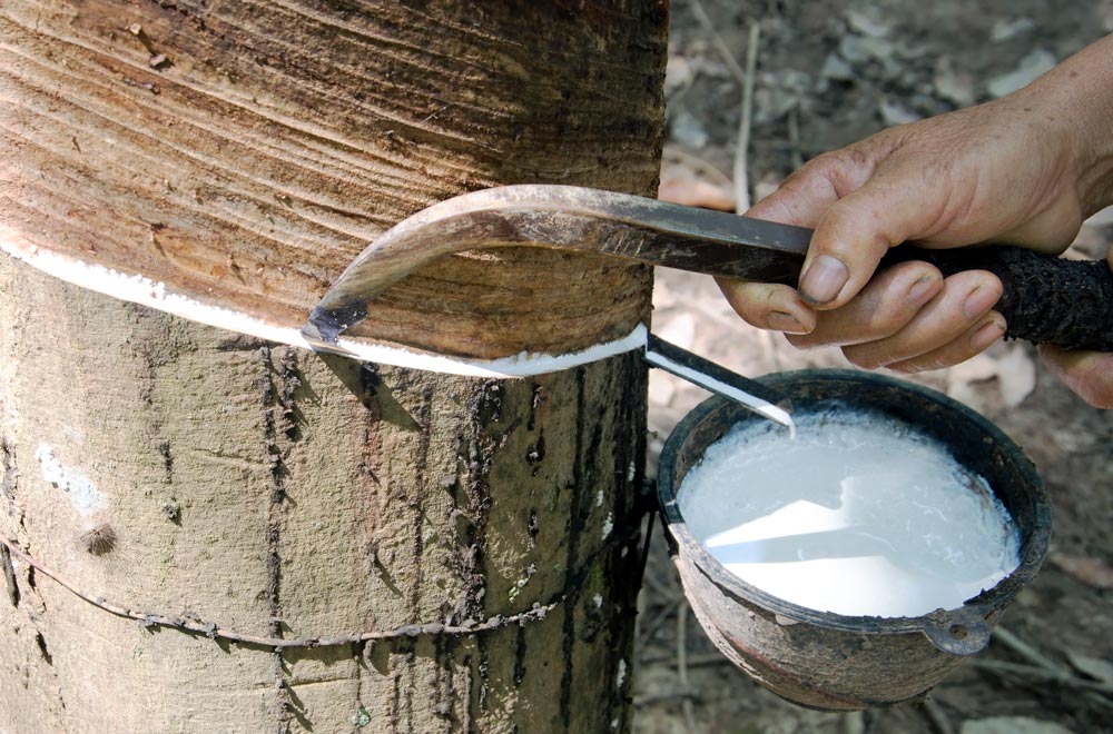 Rubber and Polymer additives from tannins